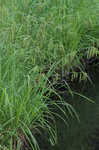 Nodding sedge